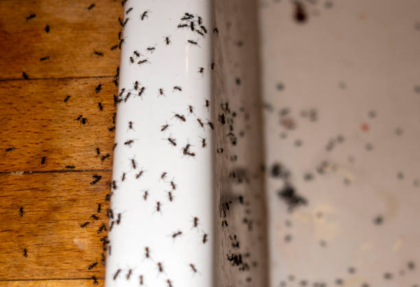 Pest Prevention Services in West Berlin, NJ