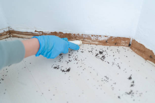 Professional Pest Control in West Berlin, NJ